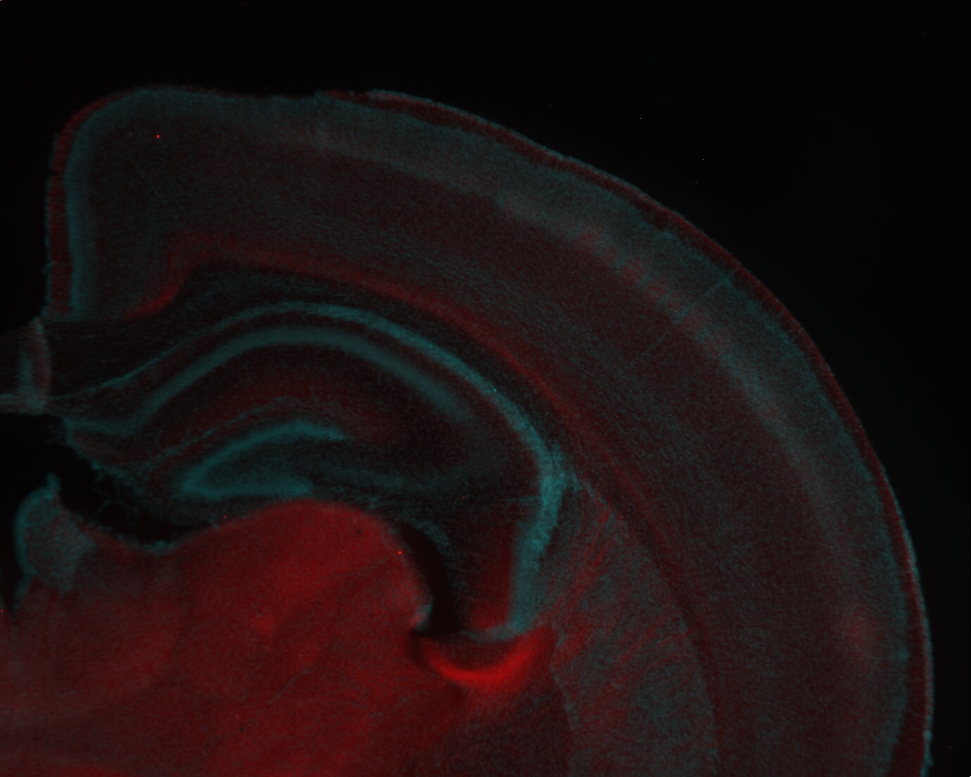 Mouse Netrin‑G1a Antibody AF1166