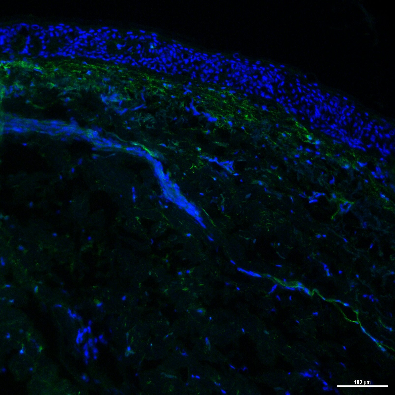 Human DPPIV/CD26 Antibody AF1180