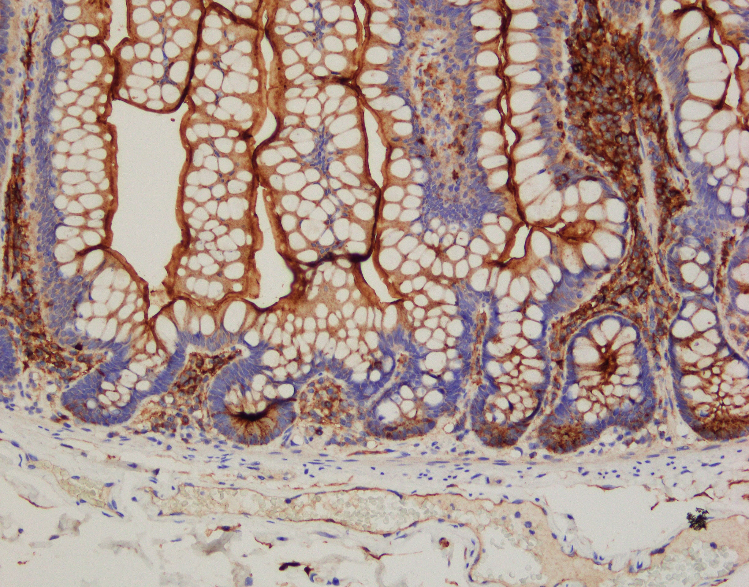 Human DPPIV/CD26 Antibody AF1180