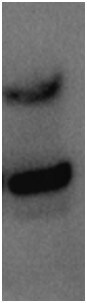 Human Cathepsin S Antibody AF1183