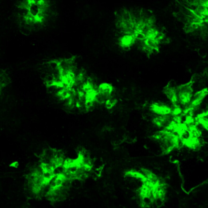 Human/Mouse/Rat Galectin‑3 Antibody AF1197