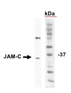 Mouse JAM‑C Antibody AF1213