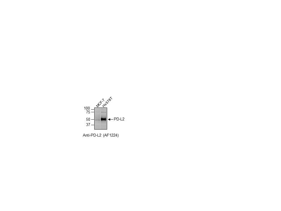 Human PD‑L2/B7‑DC Antibody AF1224