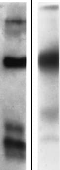Human Neurotrimin Antibody AF1235