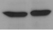 Human Neurotrimin Antibody AF1235