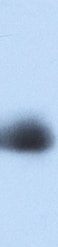 Mouse IGFBP‑1 Antibody AF1240