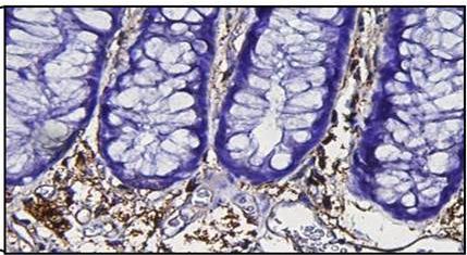 Mouse Galectin‑1 Antibody AF1245