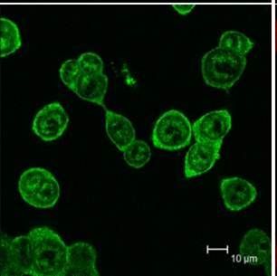 Mouse Galectin‑1 Antibody AF1245