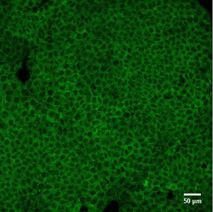 Human Jagged 1 Antibody AF1277