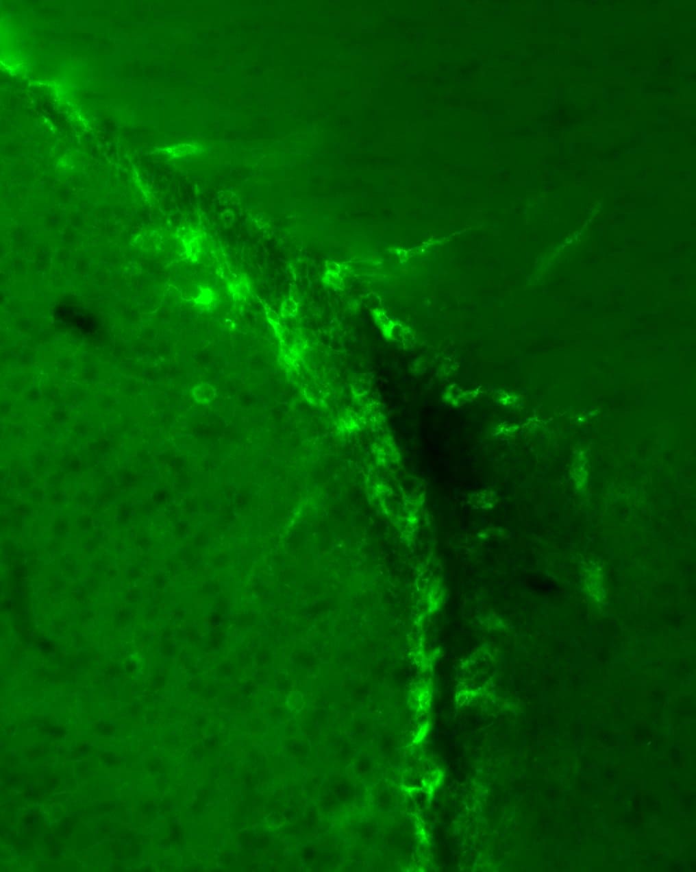 Mouse EGFR Antibody AF1280