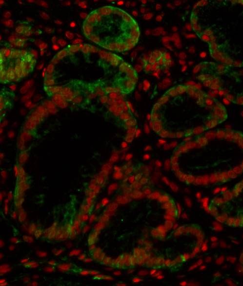 Human Galectin‑8 Antibody AF1305