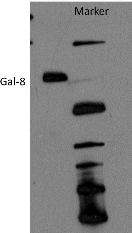 Human Galectin‑8 Antibody AF1305
