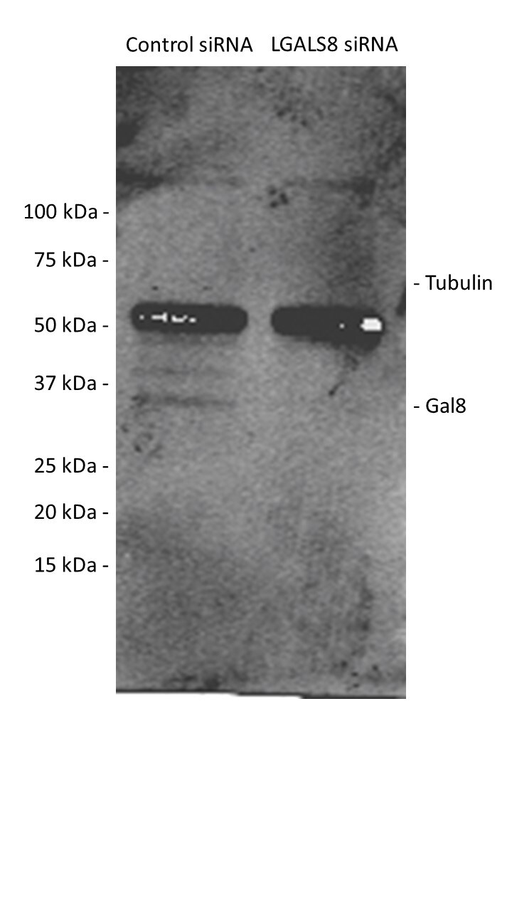 Human Galectin‑8 Antibody AF1305