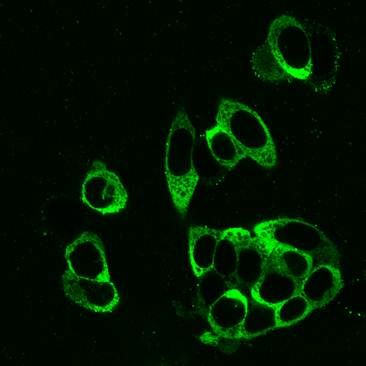 Human Galectin‑8 Antibody AF1305