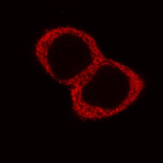 Human Galectin‑8 Antibody AF1305