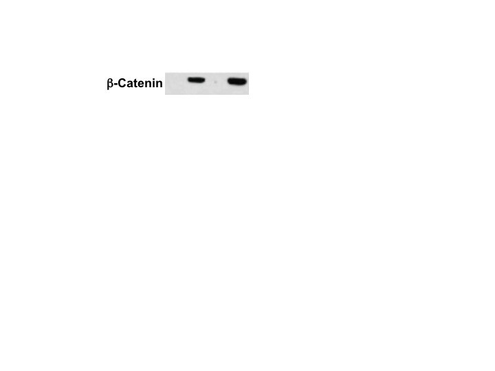 Human/Mouse/Rat beta-Catenin Antibody AF1329