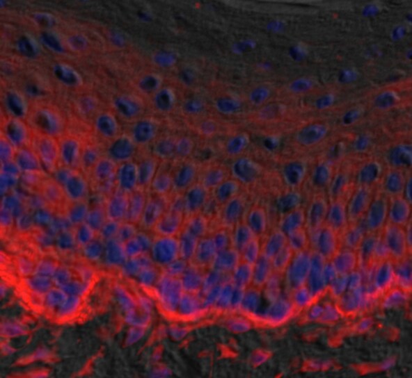 Human/Mouse/Rat beta-Catenin Antibody AF1329