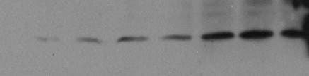 Human Galectin‑7 Antibody AF1339