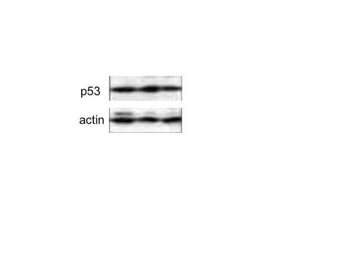 Human/Mouse/Rat p53 Antibody AF1355