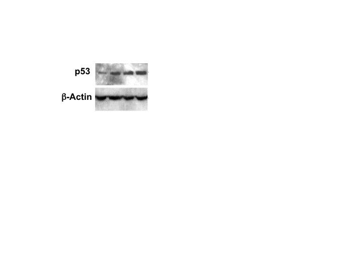 Human/Mouse/Rat p53 Antibody AF1355