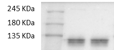 Human/Mouse CD117/c-kit Antibody AF1356
