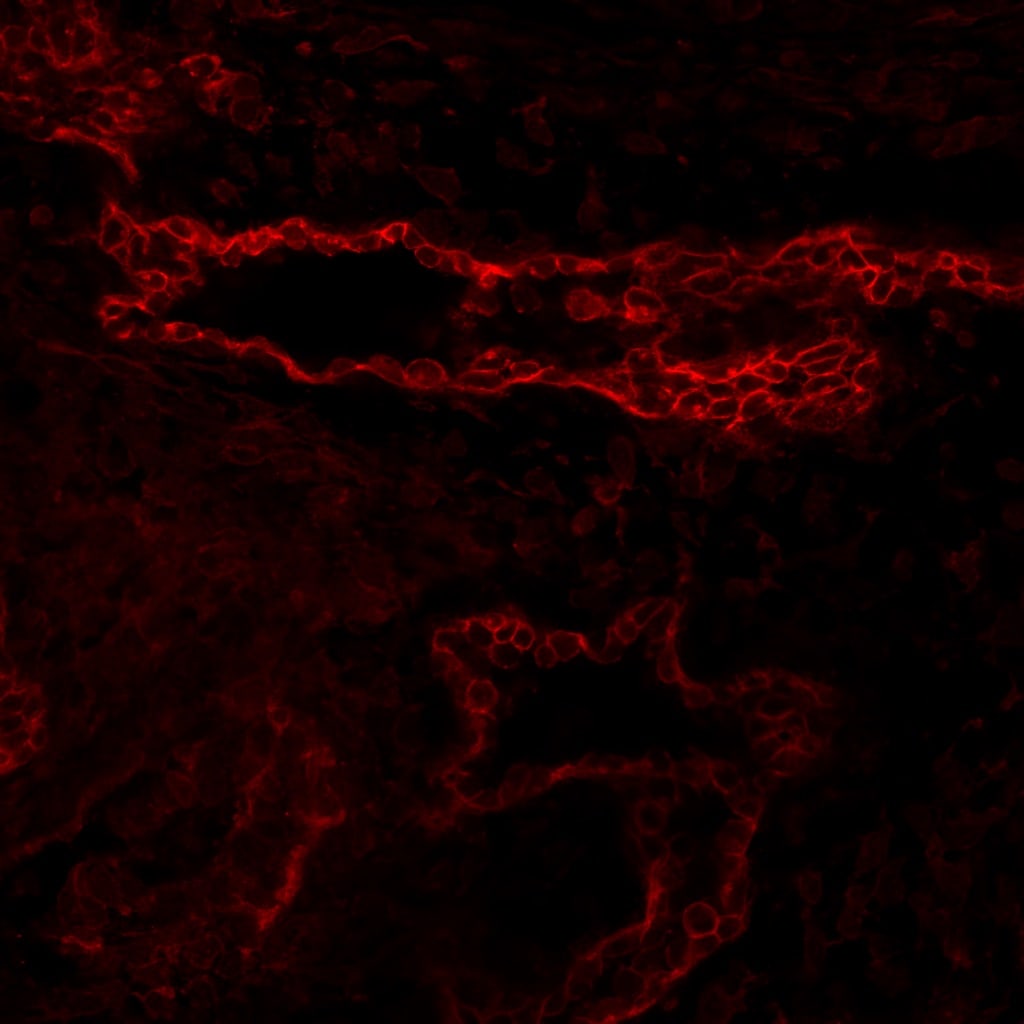 Human/Mouse CD117/c-kit Antibody AF1356