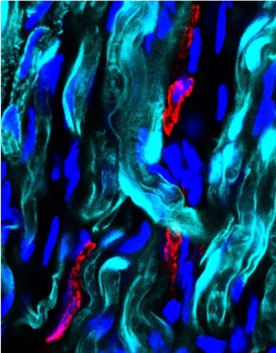 Human/Mouse CD117/c-kit Antibody AF1356