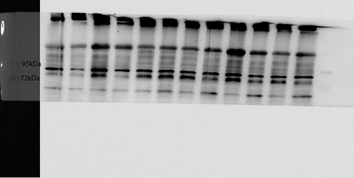 Mouse Growth Hormone R/GHR Antibody AF1360