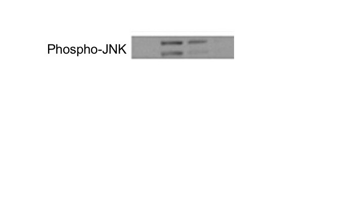 Human/Mouse/Rat JNK Pan Specific Antibody AF1387