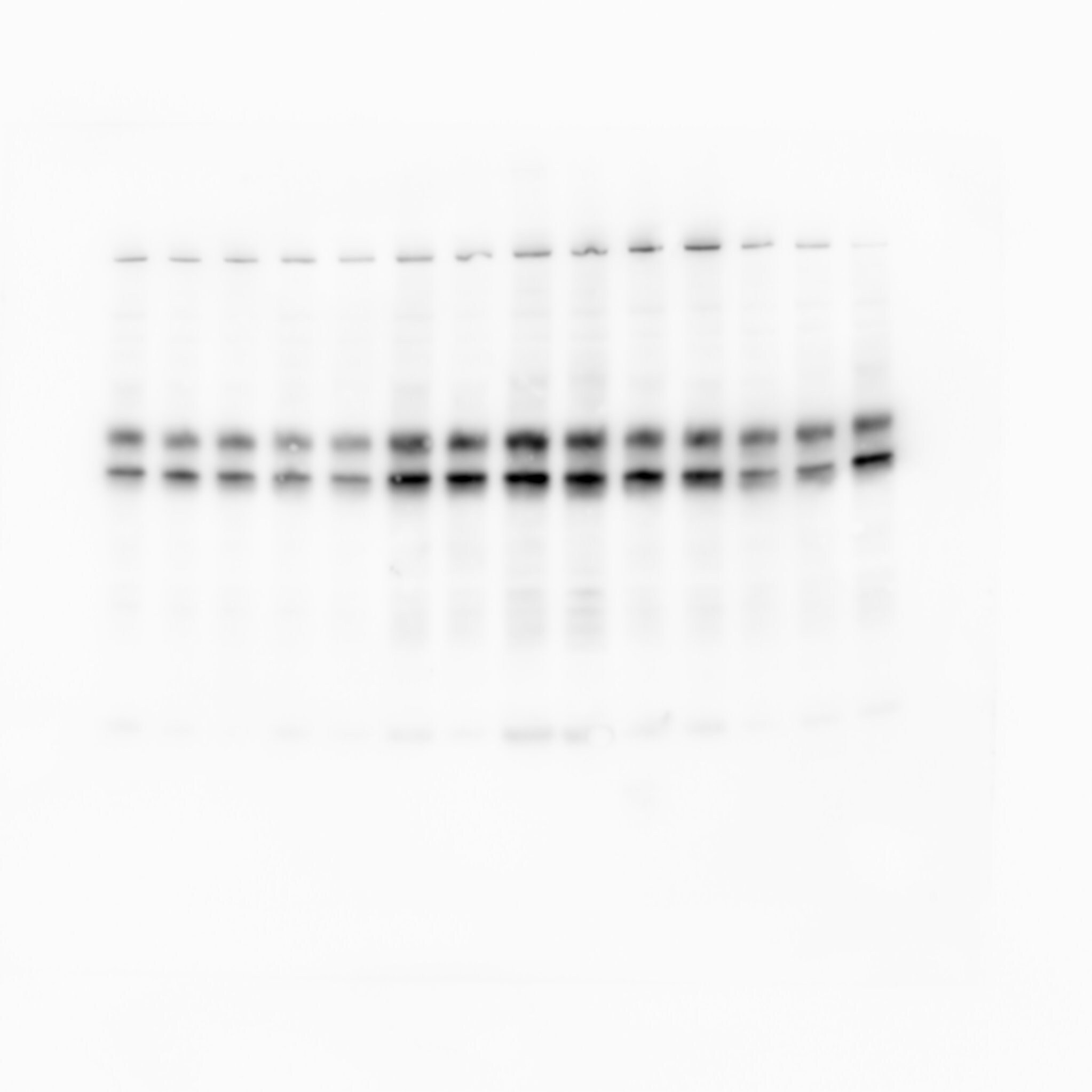 Human/Mouse/Rat JNK Pan Specific Antibody AF1387