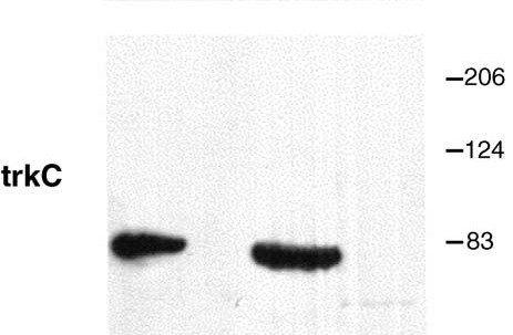 Mouse/Rat TrkC Antibody AF1404