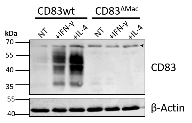 Mouse CD83 Antibody AF1437