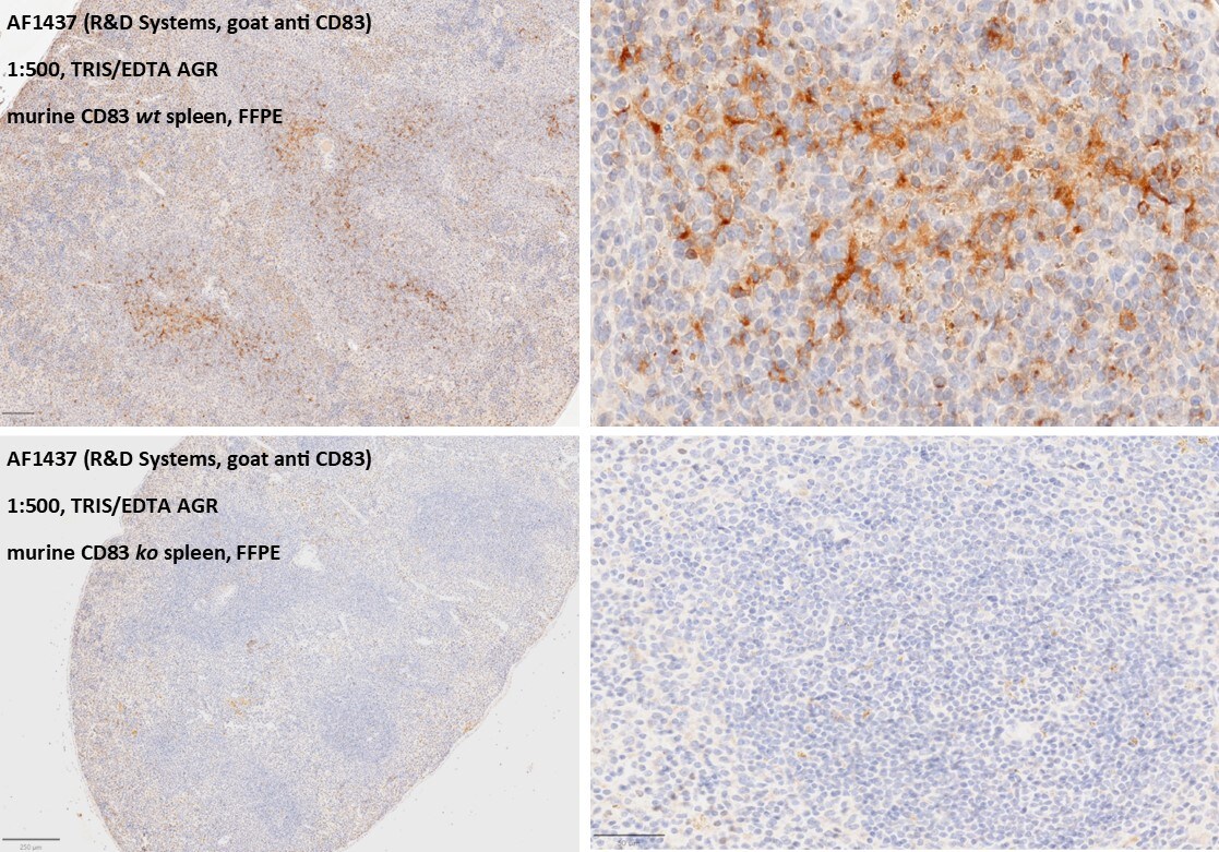 Mouse CD83 Antibody AF1437