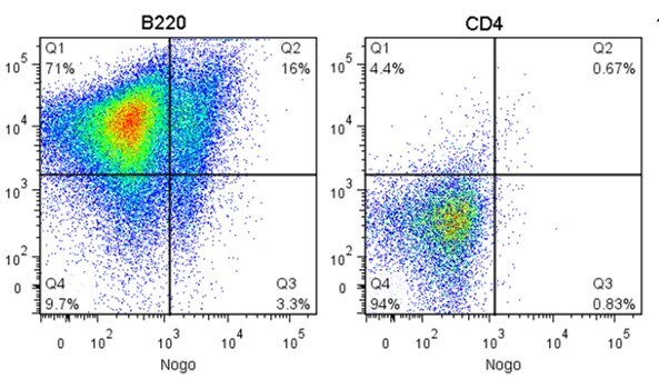 Mouse Nogo Receptor/NgR Antibody AF1440