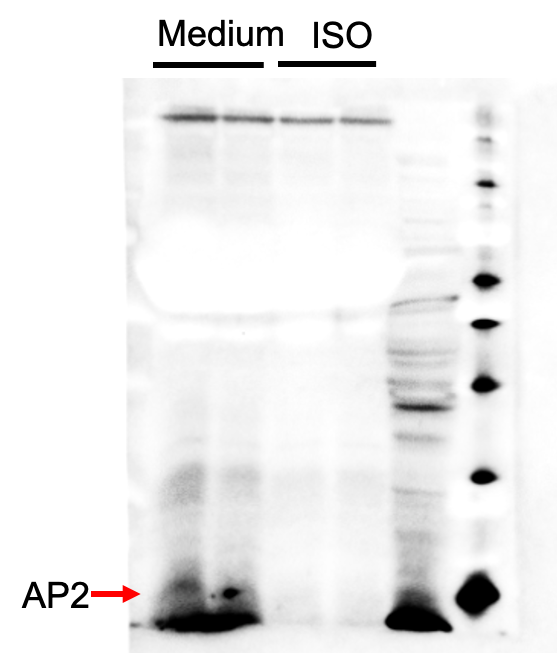 Mouse/Rat FABP4/A‑FABP Antibody AF1443