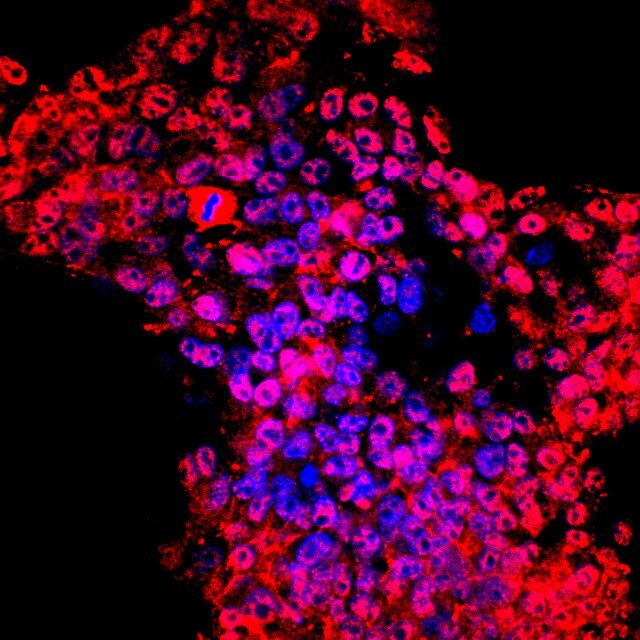 Human/Mouse/Rat HTRA2/Omi Antibody AF1458