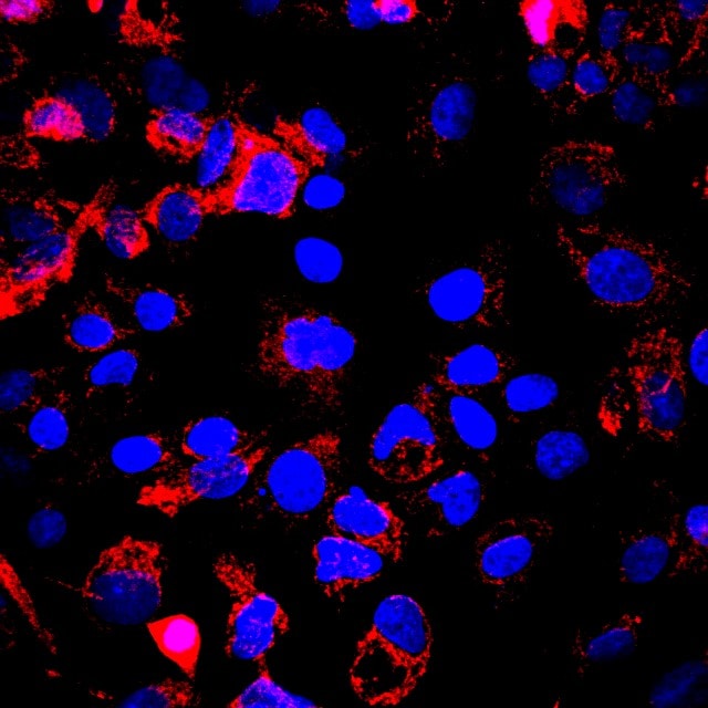 Human/Mouse/Rat HTRA2/Omi Antibody AF1458