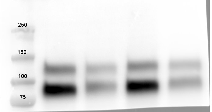 Human/Mouse/Rat TrkB Antibody AF1494