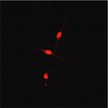 Human/Mouse/Rat TrkB Antibody AF1494