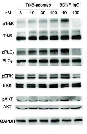 Human/Mouse/Rat TrkB Antibody AF1494