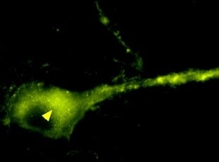 Human/Mouse/Rat TrkB Antibody AF1494