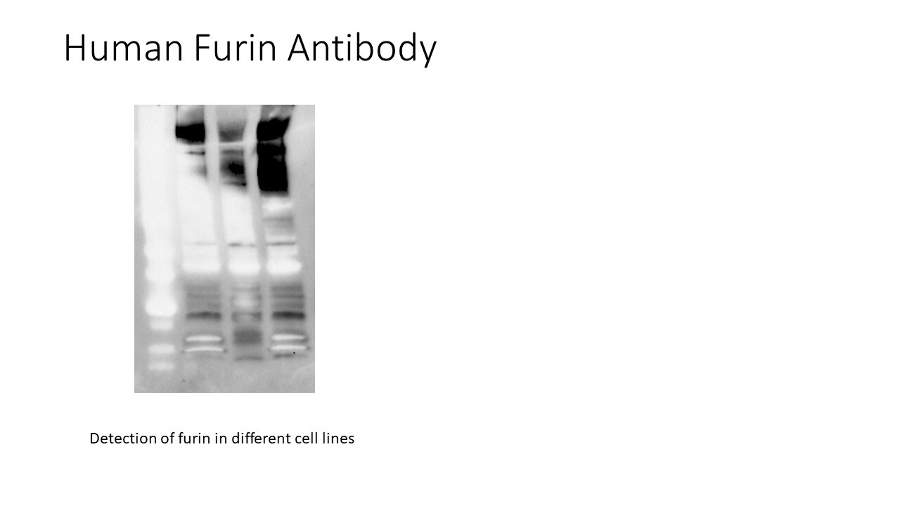 Human Furin Antibody AF1503