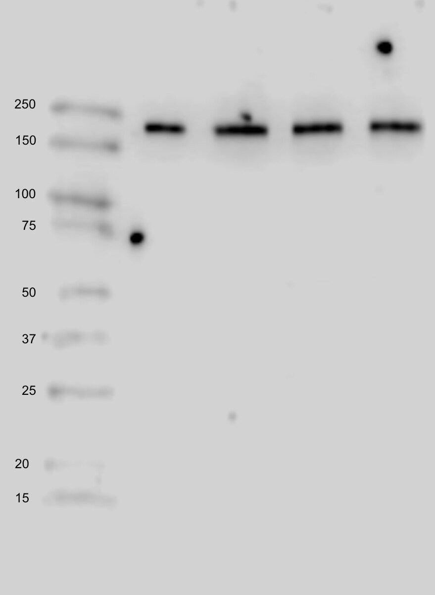 Mouse ACE/CD143 Antibody AF1513