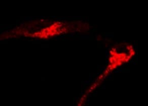 Mouse/Rat Cathepsin L Antibody AF1515