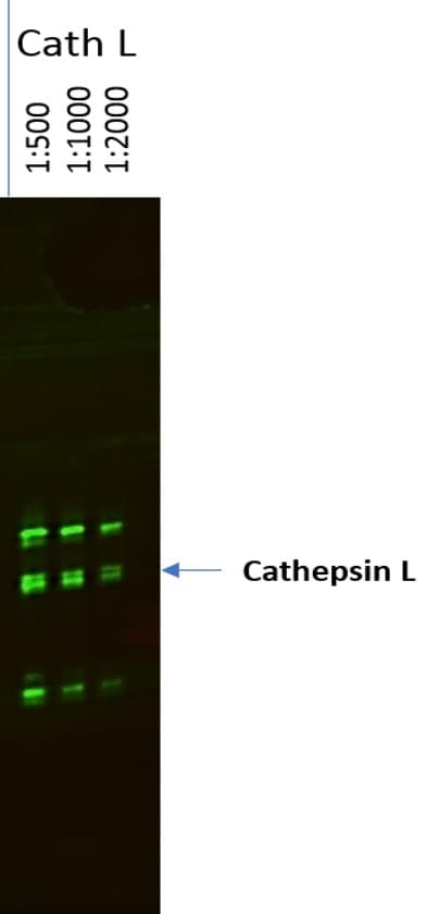Mouse/Rat Cathepsin L Antibody AF1515