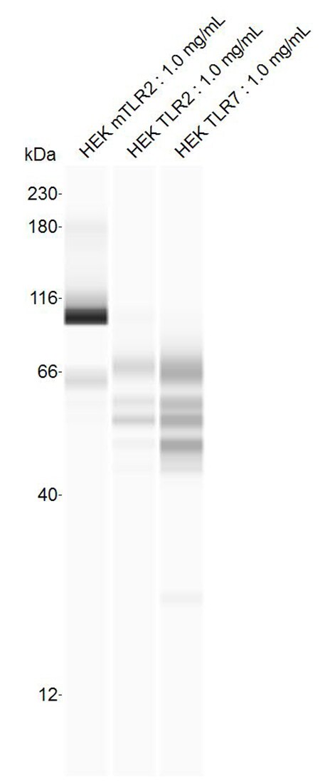 Mouse TLR2 Antibody AF1530