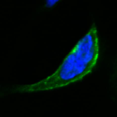 Human Axl Antibody AF154