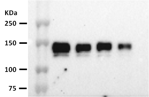 Human Axl Antibody AF154