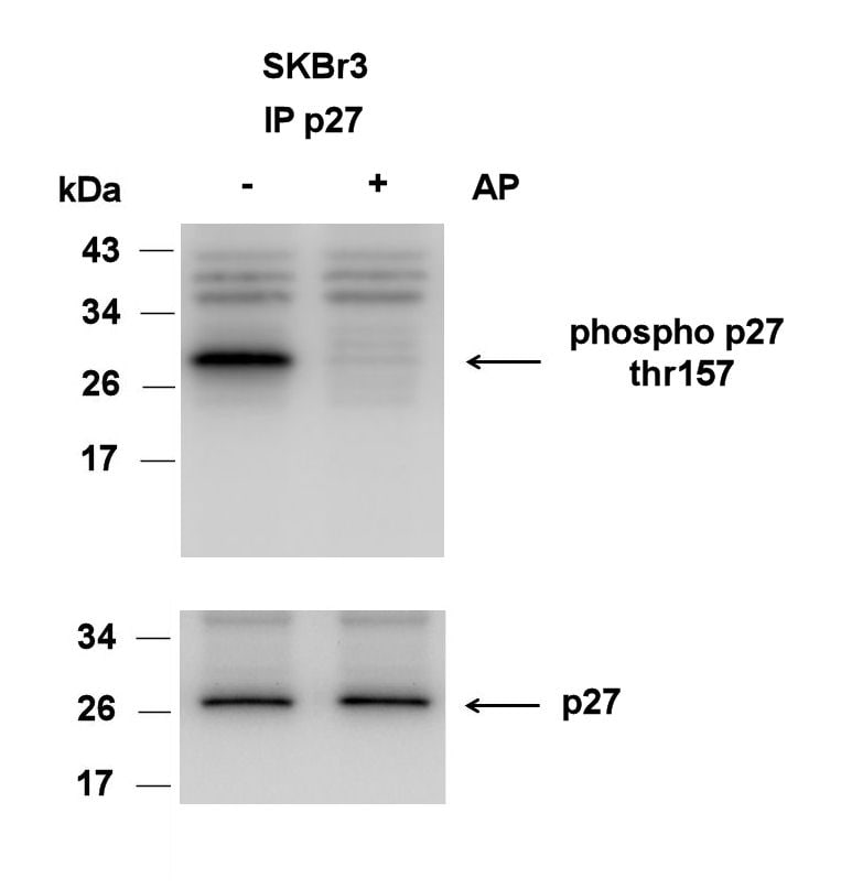 Human Phospho-p27/Kip1 (T157) Antibody AF1555