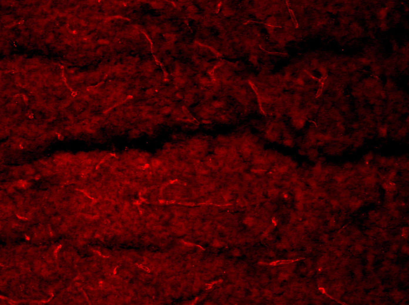 Mouse Podocalyxin Antibody AF1556